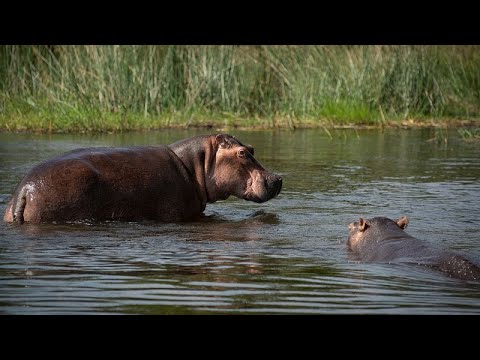 فيديو أفراس النهر لملاكها السابق بابلو إسكوبار ستكلف كولومبيا 3.5 ملايين دولار