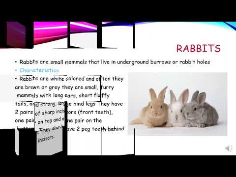 Rabbits by Rad Zuhair ( Animal Presentation Competition )￼