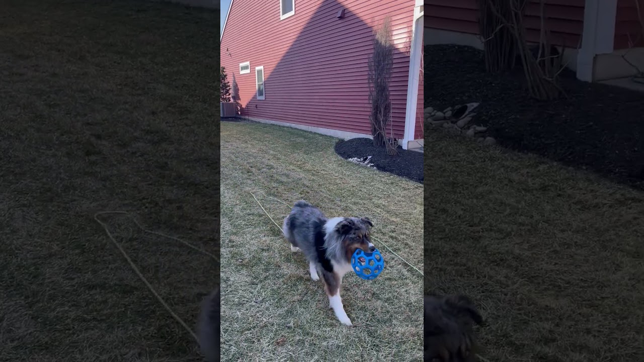 Enlarge Belfire, a ADOPTABLE Australian Shepherd in Lebanon, PA video 3/3