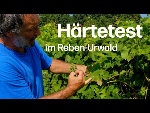 Nur die Stärksten überleben: Robuste Rebsorten im ultimativen Härtetest