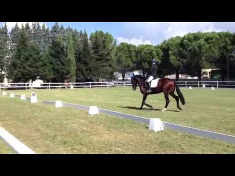 M. Zefiro del Pietriccio Rosso maschio maremmano baio del 2