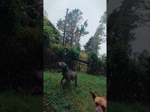 Lindos perritos 🐶🐶 |  Los Angeles de San Rafael, Heredia