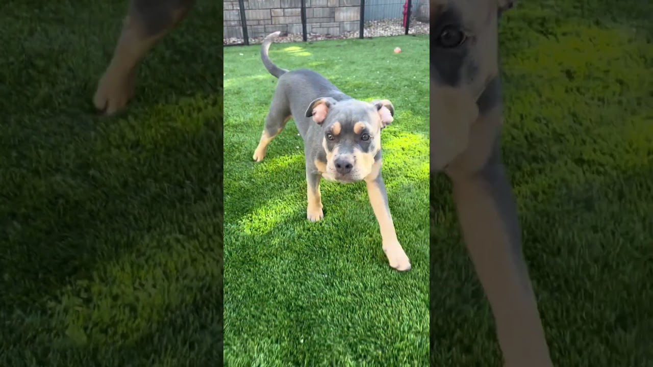 Enlarge Ash, a Adopted mixed breed in Citrus Heights, CA video 6/6