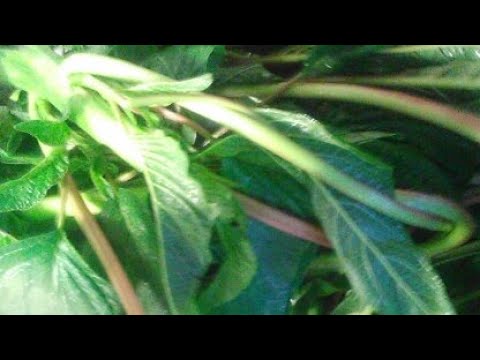 download lagu mp3 mp4 Callaloo Vs Spinach Health Benefits, download lagu Callaloo Vs Spinach Health Benefits gratis, unduh video klip Callaloo Vs Spinach Health Benefits