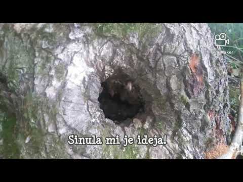 Pčele u drvetu, kako ih izvući. Bees in a tree, how to get them out. 🤔🐝🌳📥