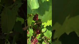 Fry Seedless review by Greg Ison  IMG 3168 1