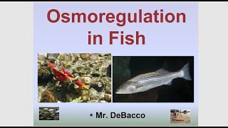 Osmoregulation in Fish