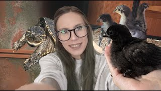 A Day In The Life Keeping HUNDREDS of Animals.. MOLDY $1000 Coop + Chicken Update!!