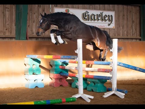 Wallach v./ Gelding by Blanc Pain - Uckermärker * 2019