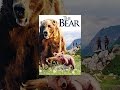 The Bear