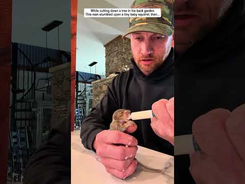 This man found a baby squirrel while cutting down a tree and decided to adopt it.