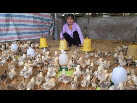 , title : 'Bring the chicks to the market to sell.  How to take care of newly bought chicks. ( Episode 187).'