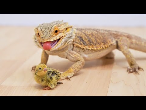 Bearded Dragon eats a mouse and quail chick (live feeding)
