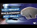 Perawatan Ikan Hias Black Ghost