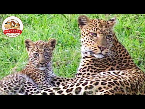 IUCN分類における絶滅の危険性を示す図。