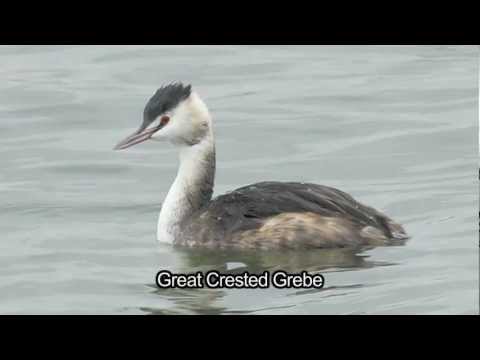BTO Bird ID - Winter Grebes