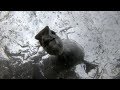 Coots Black Swan Tufted Duck Underwater GoPro London