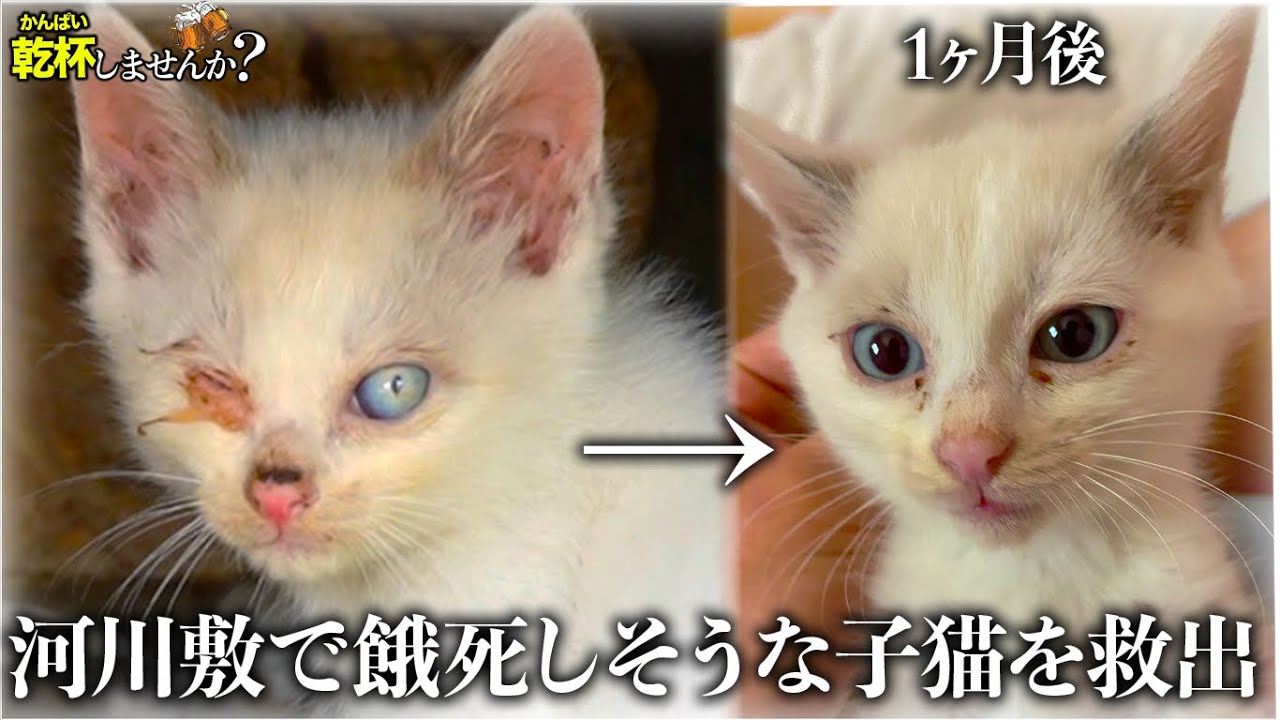 河川敷で怪我して餓死寸前の猫を保護して1ヶ月の成長記録が感動だった...