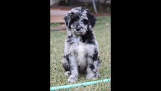 Lucy Aussiedoodle Puppy 12 weeks