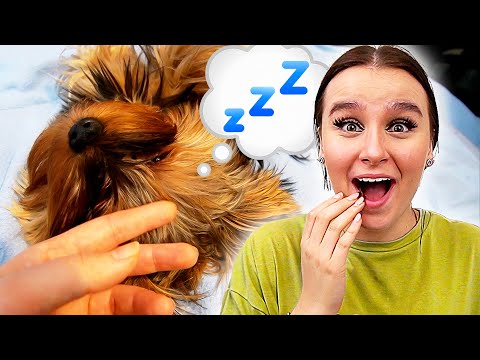 Das Video endet, wenn mein ´´Hund Egg ANGREIFT !´´ 😂🐶 - Celina