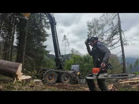 🌲 Windwurfaufarbeitung ÷ MS 462 🌲