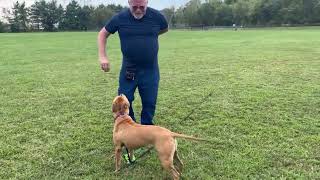 Video preview image #1 American Pit Bull Terrier-Unknown Mix Puppy For Sale in Spotsylvania, VA, USA