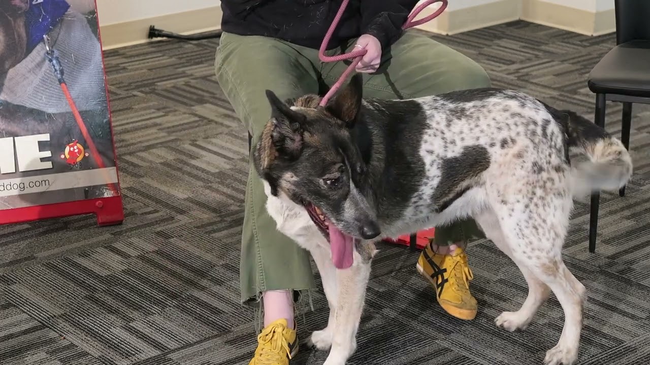 Cleo - Foster or Adopt Me!, a Adoptable mixed breed in Lake Forest, CA video 6/6