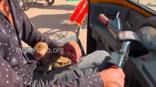 A Monkey in Auto Rickshaw, Puri 