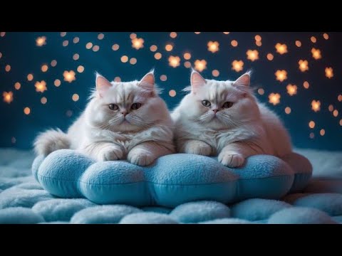 5 Hours Relaxing Anti-Anxiety Music: Calming Music for You and Your Cat to Relax and Unwind