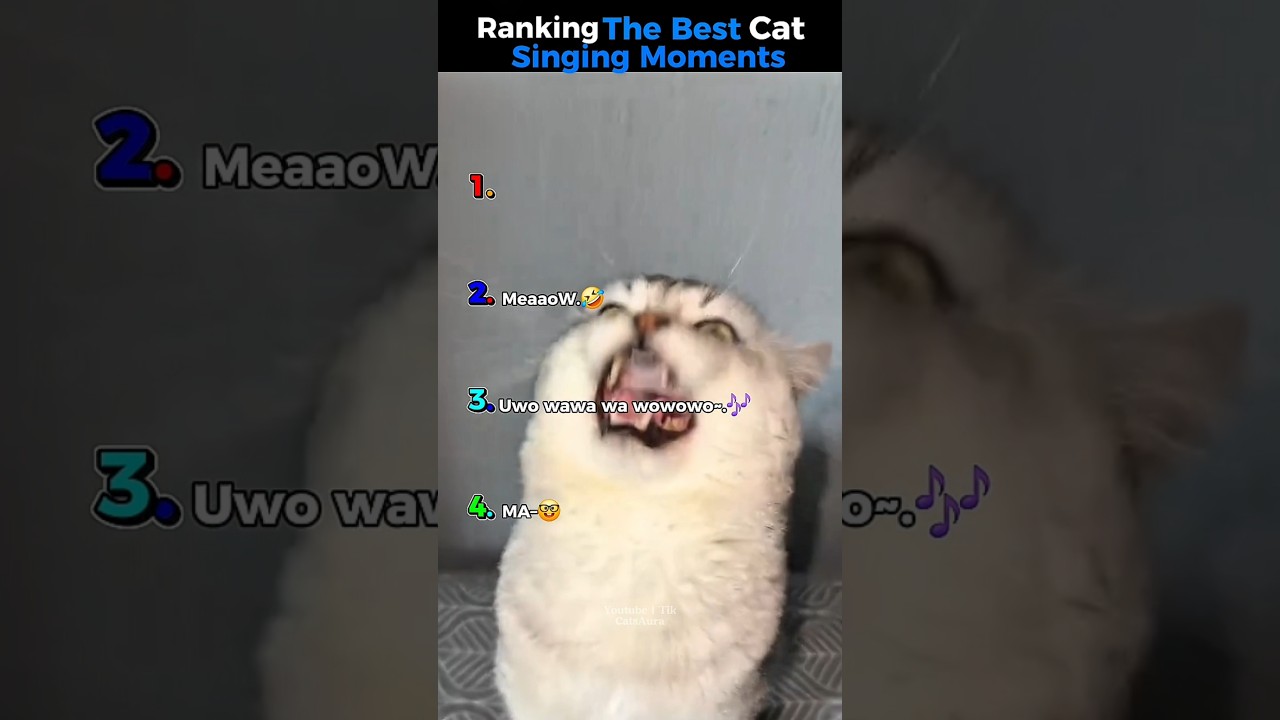 Ranking Best Cat Singing Moments #cattalking#funnycatmoments#catvideos#rankingcats​#catlover#shorts