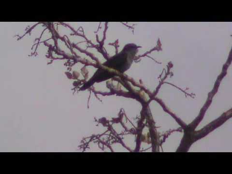 A so far unheard call of gray-bellied cuckoo