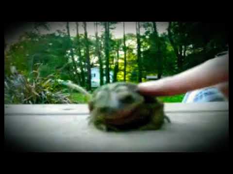 Tickle frog old vid