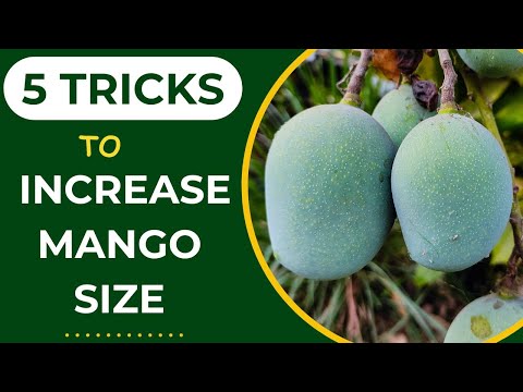 5 Tricks to Increase Mango Fruit Size and Fruit per Plant