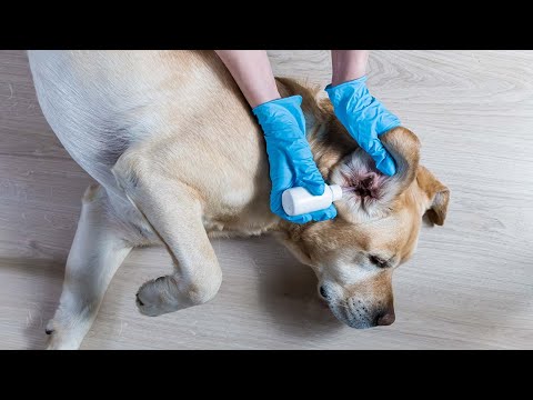 How to Treat a Dog Ear Infection (With Home Remedies)