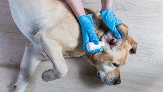 How to Treat a Dog Ear Infection (With Home Remedies)