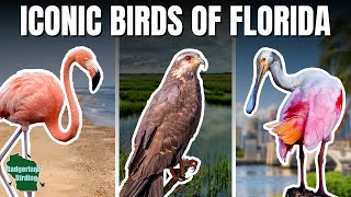 Top 5 Iconic Birds of Florida!