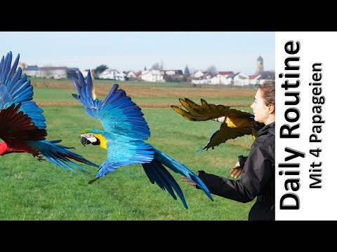 Daily Routine – mit 4 Papageien