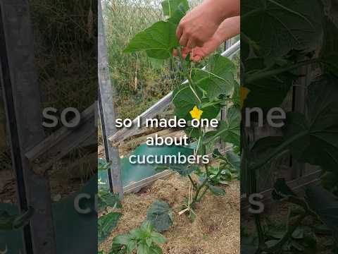 š„ Cucumber Pruning Tips: Prevent Damage & Boost Growth! š±šæ