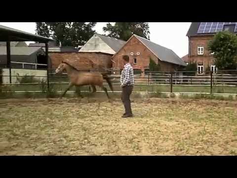 Altmarkhofs Rosenquarz MD, *2014 Amber Champagne