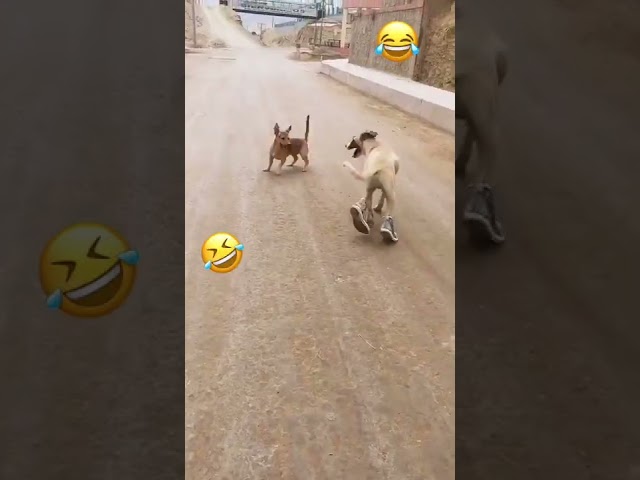 Vídeo relacionado con AUAUY 2 Pares Calcetines para Perros y Gatos, Zapatos con Refuerzo de Goma para Mascotas Pequeñas Medianas y Grandes - Talla L