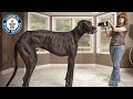 World's Tallest Dog - Meet The Record Breakers ...