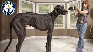 This Is The World's Tallest Dog