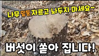 나무 밑둥"자르고 이렇게 해주면 느타리 버섯 3년간 계속 나와요~ #느타리버섯종균넣는방법 #느타리버섯종균넣는…