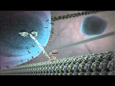 The Inner Life of the Cell Animation