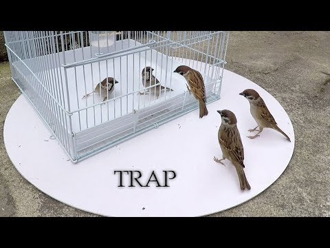 Can we catch bird with cage? - cage bird trap