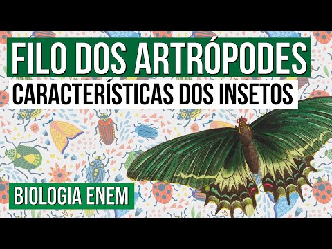 FILO DOS ARTRÓPODES: características dos insetos | Biologia para o Enem | Cláudia de Souza Aguiar
