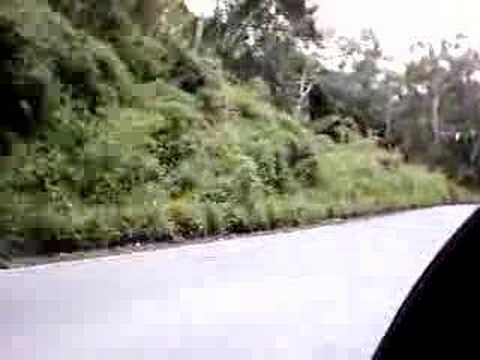 2X2 Y MANITO EN EL JUNQUITO II