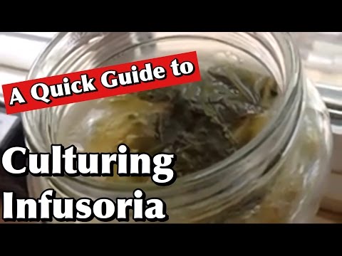 Culturing Infusoria: A Quick Guide