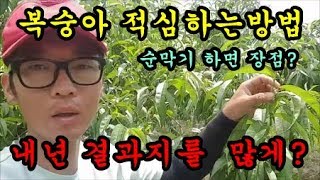 복숭아농사 복숭아 적심하는방법 복숭아 도장지 새순막기를하면 좋은점을 이야기 해보았습니다 Peach farmi…