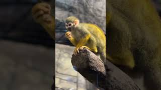 Download lagu Pet station kannur #ytshorts #shortsfeed #shorts #youtube #vlog #mattool #kannur #petstationkannur mp3 Download lagu Pet station kannur #ytshorts #shortsfeed #shorts #youtube #vlog #mattool #kannur #petstationkannur mp3